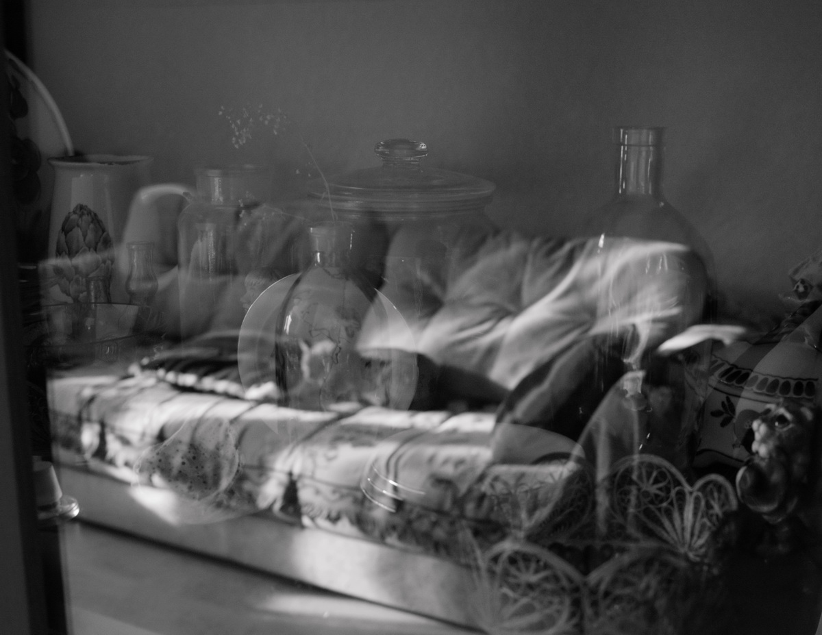 день котиков