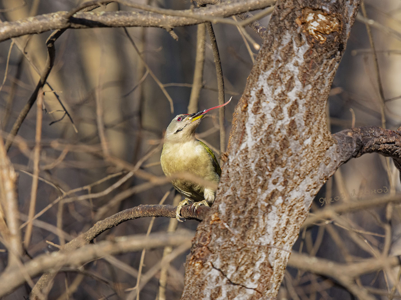 Владеющий языком