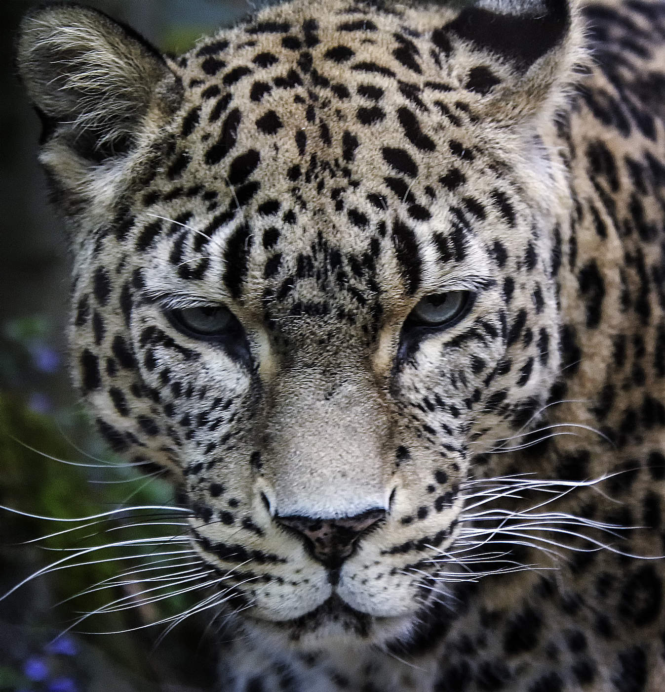 Грозный взгляд