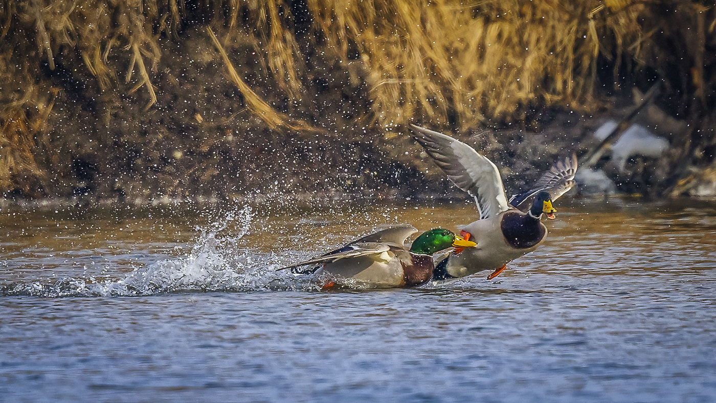 первый день весны