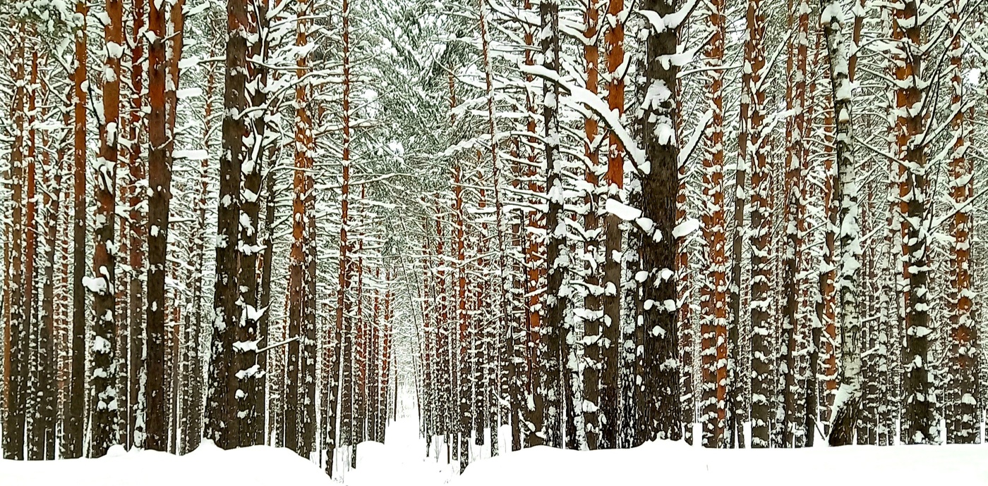 сосновый лес