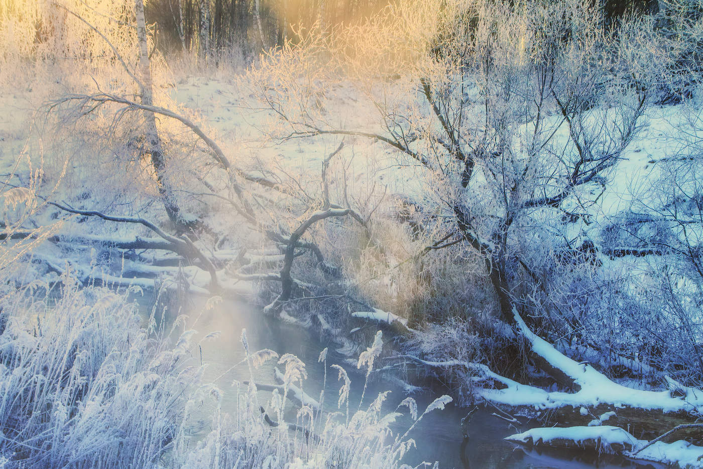 Сквозь речной валежник