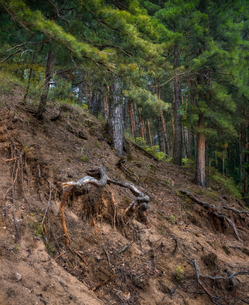 Сосновый лес