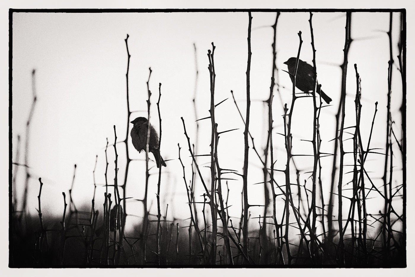 Воробьиная...