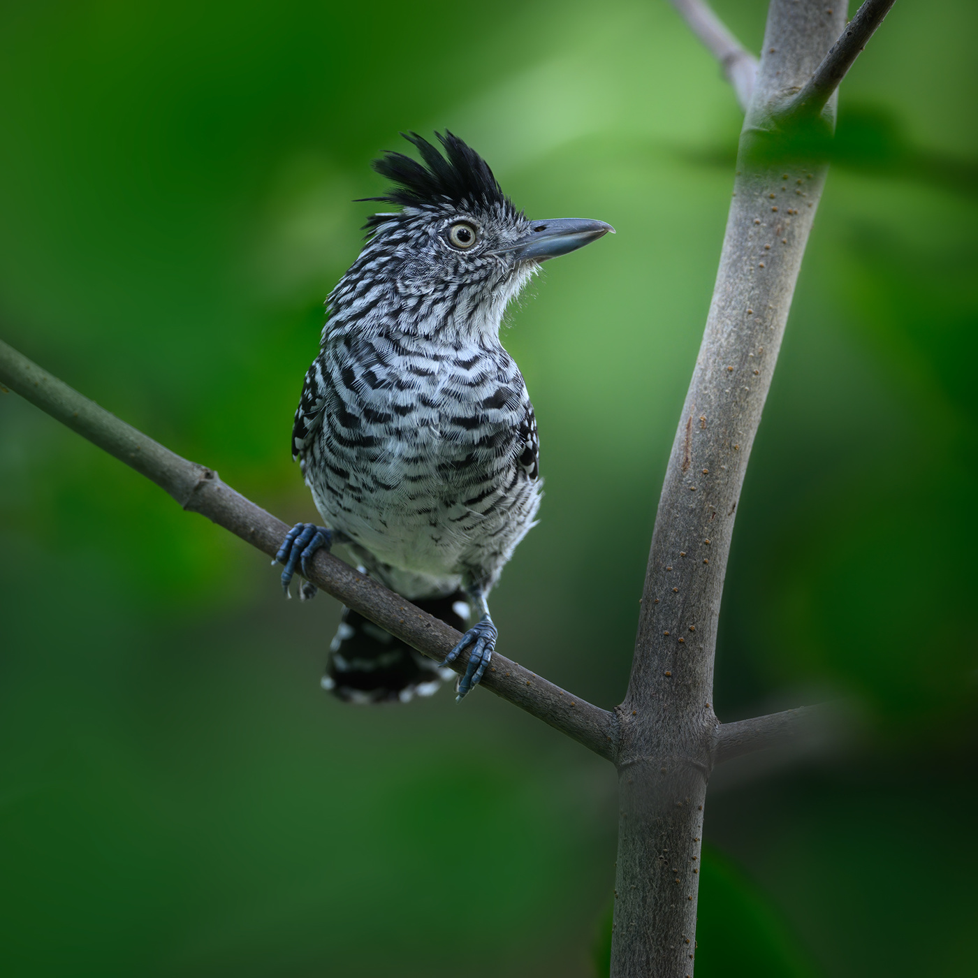 Barred Antshrike (male)