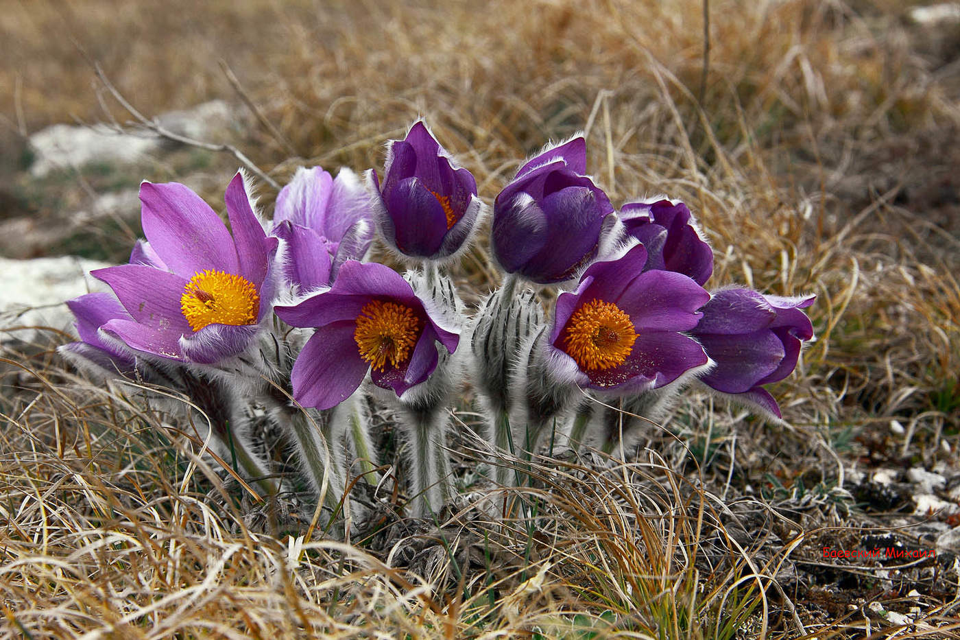 Прострел крымский