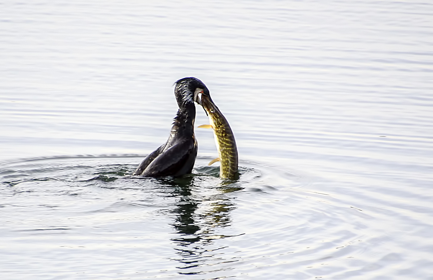 Птичка рыбку поймала