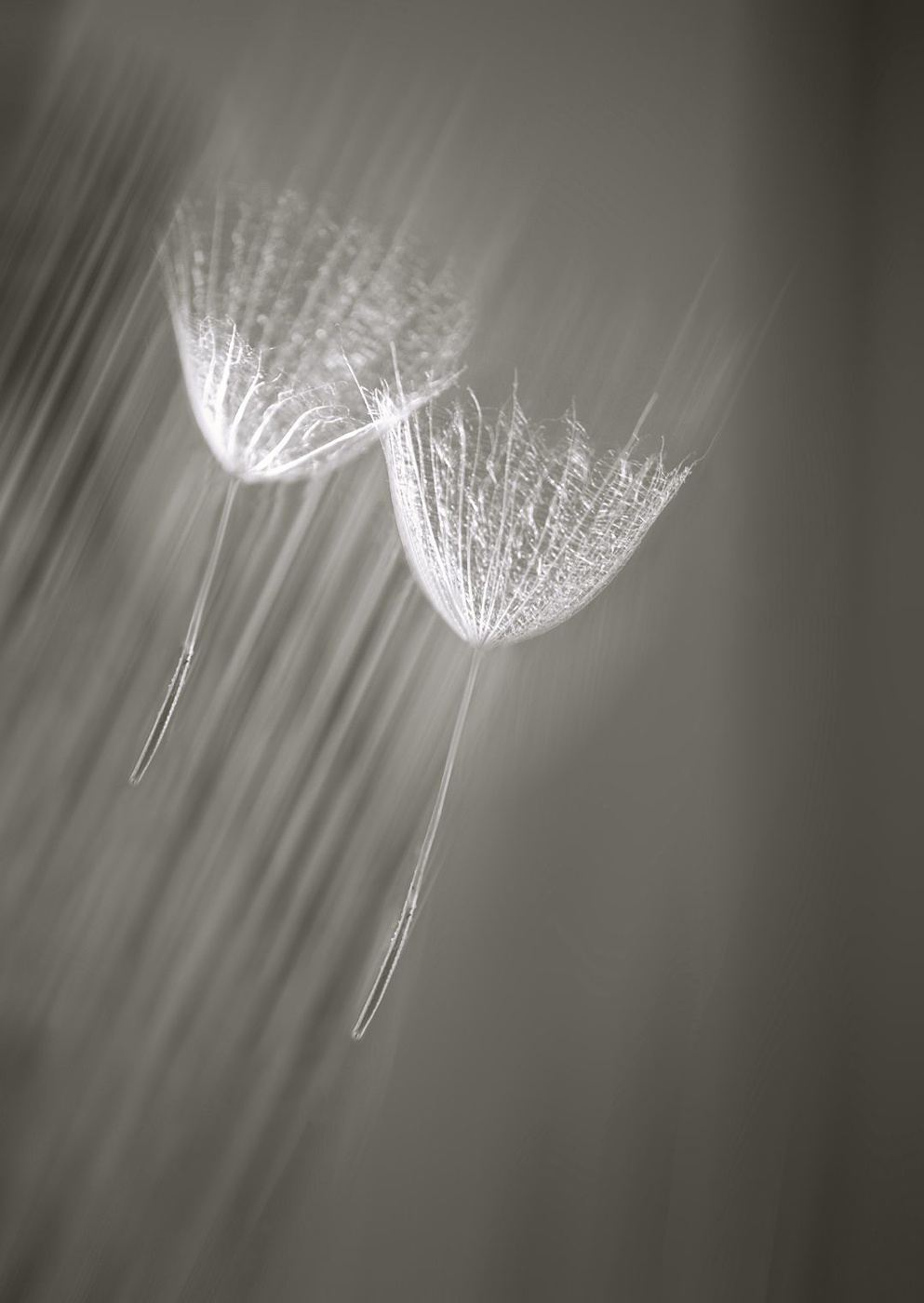 Унесённые ветром