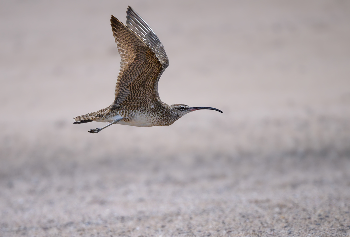 Whimbrel