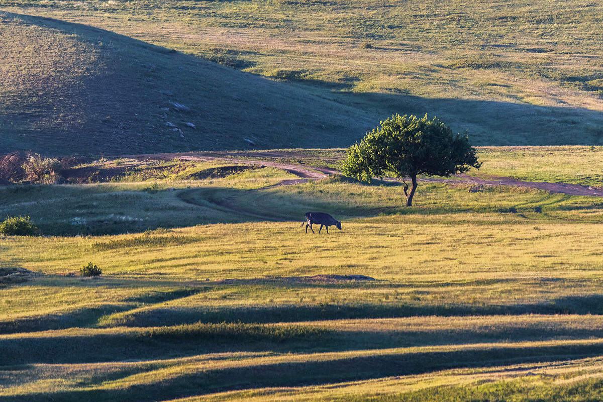 Степные картинки