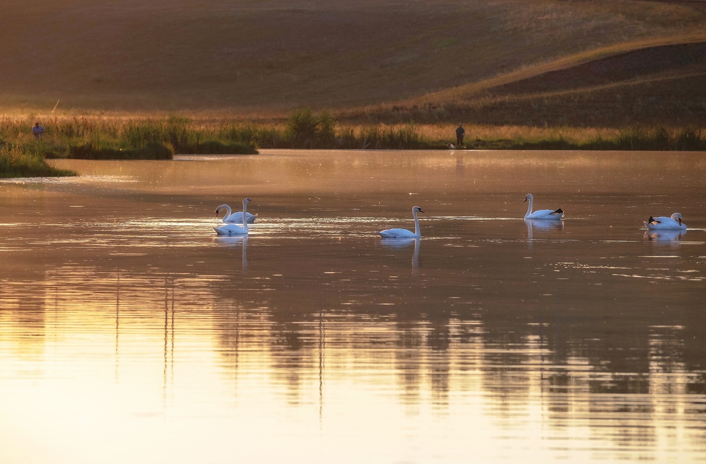 Лебеди на пруду