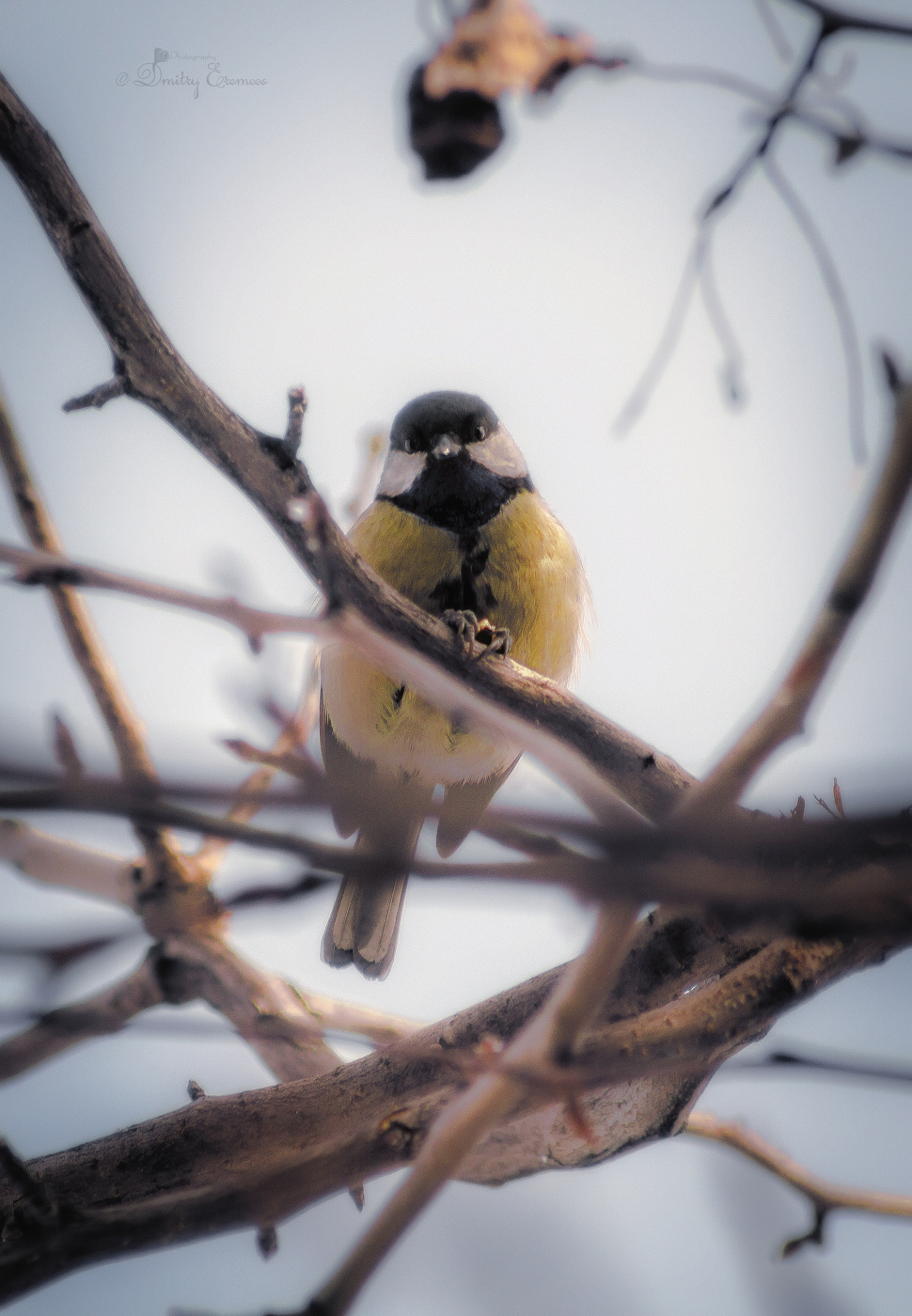 Какие вести...?