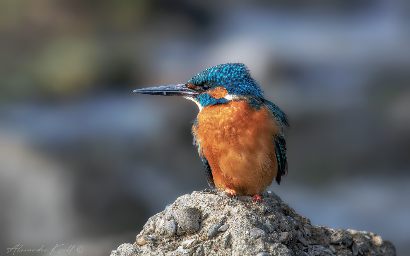 Наблюдающий