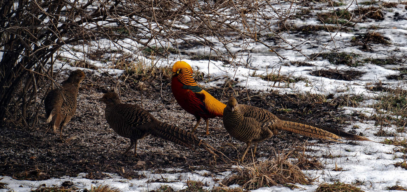 Весенние мотивы