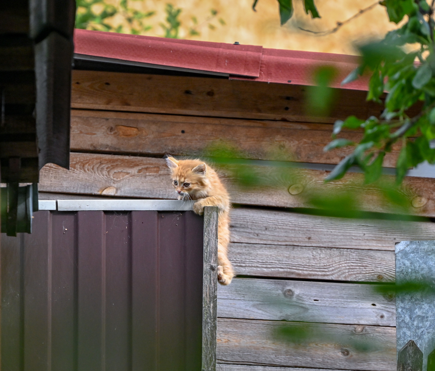 Кошачьи миры