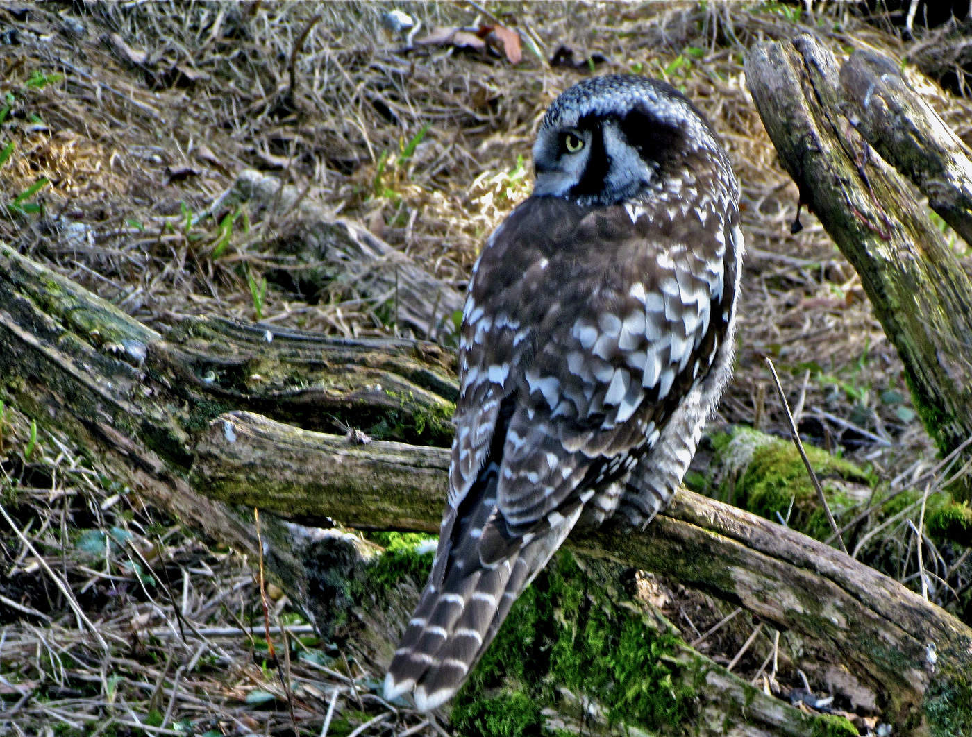 Совушкина весна