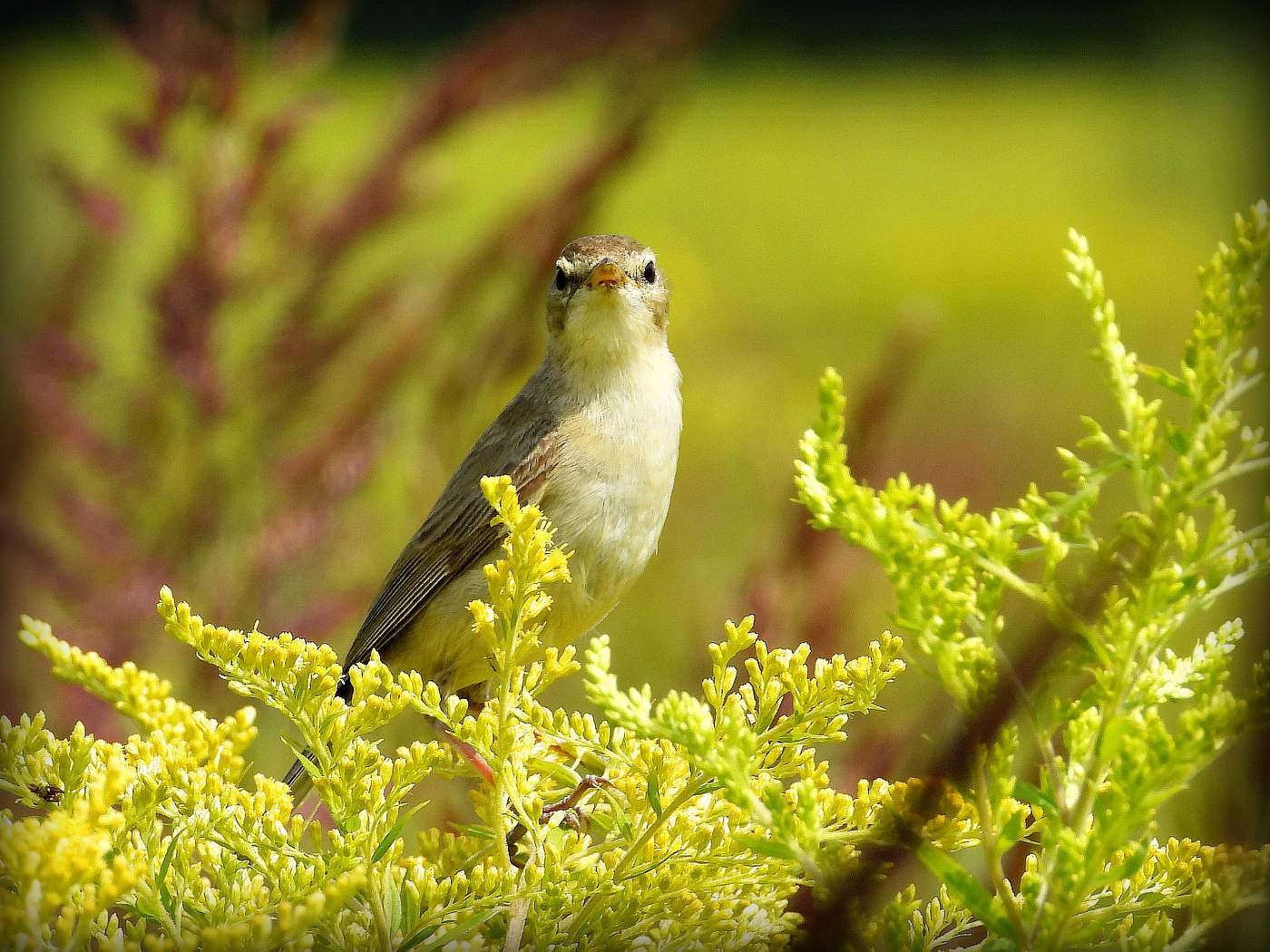 Поющие в поле