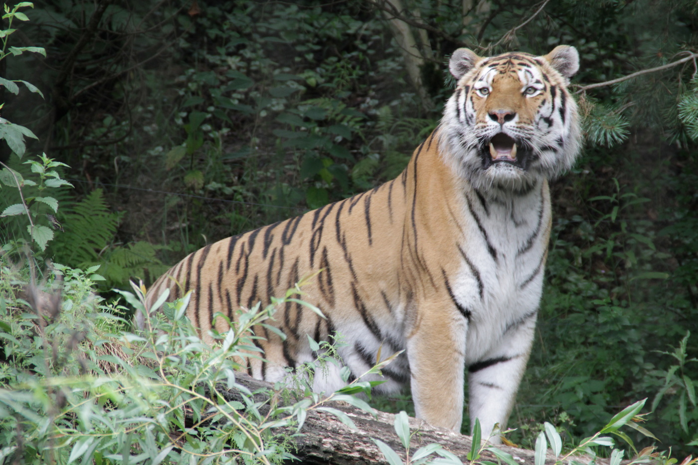 Хозяин джунглей