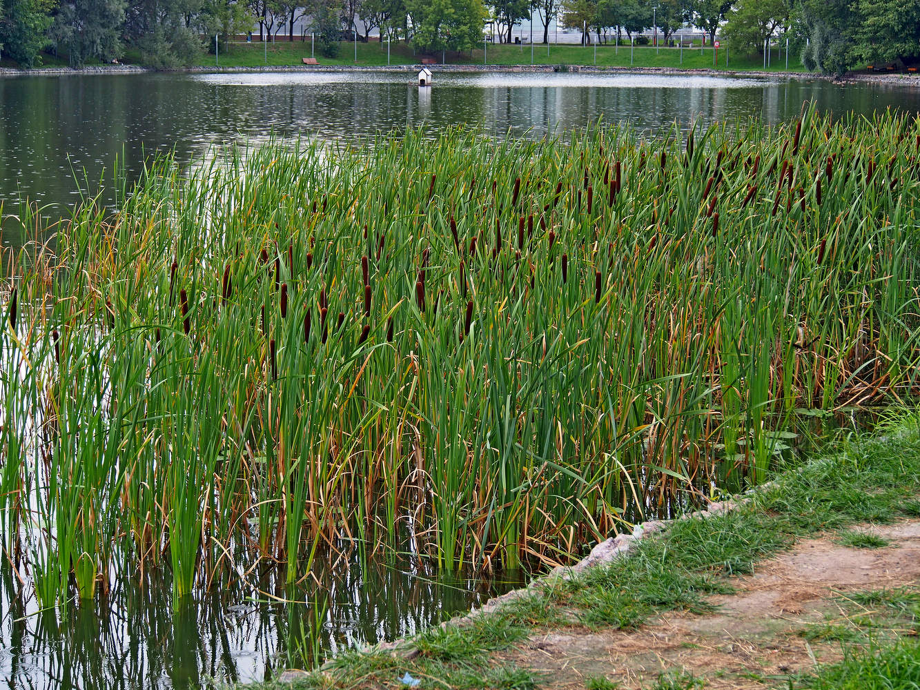 Городской пруд