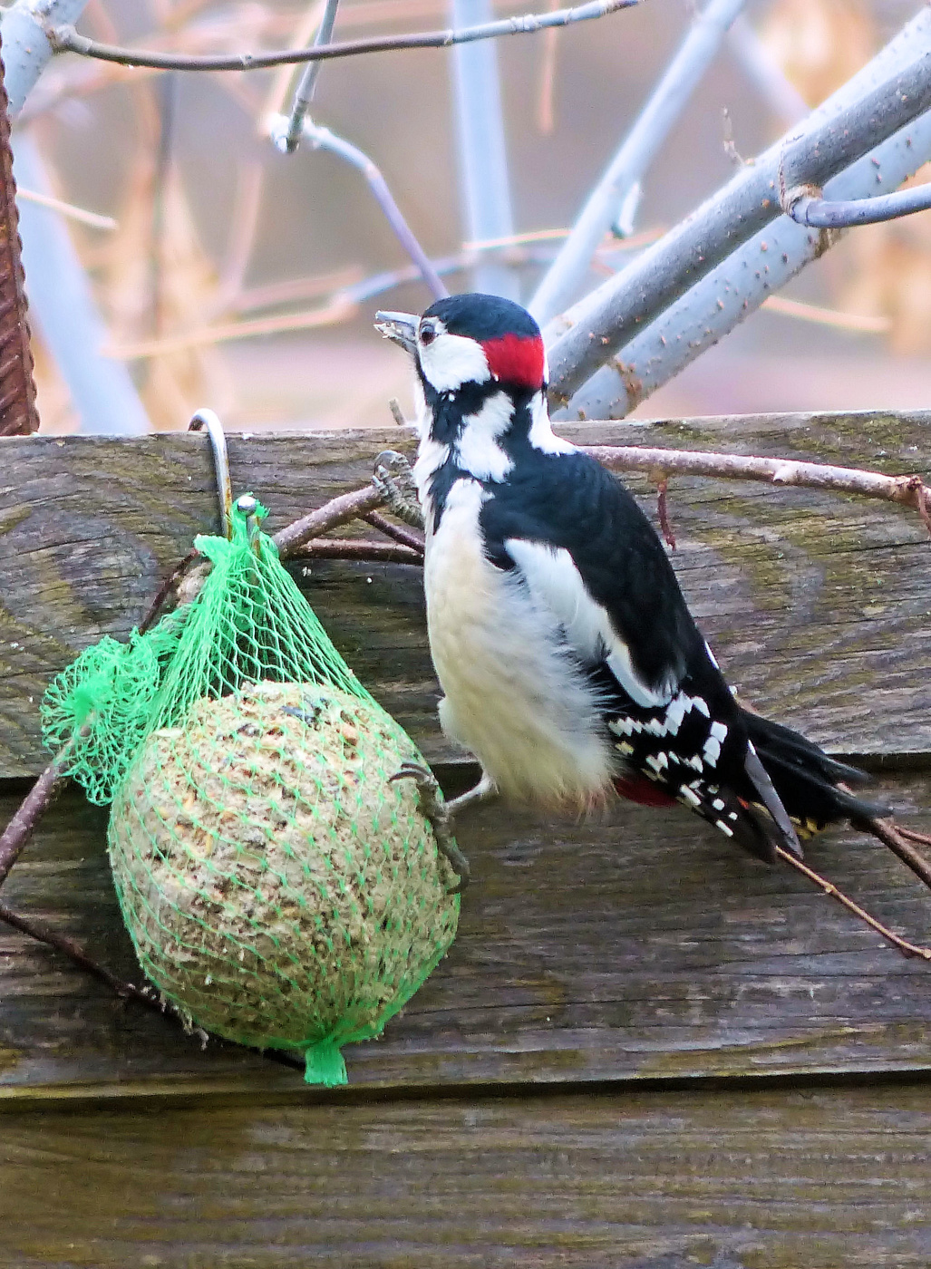 Расхититель кормушек