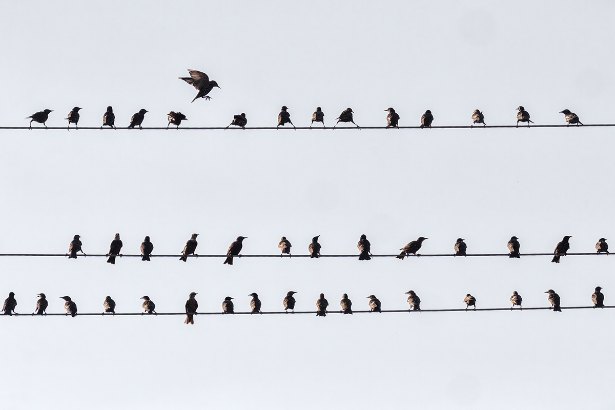 Скворцеджио