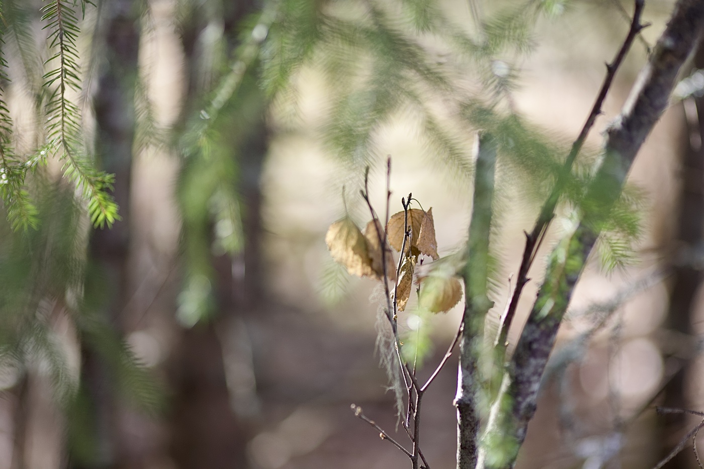 дождались весны!