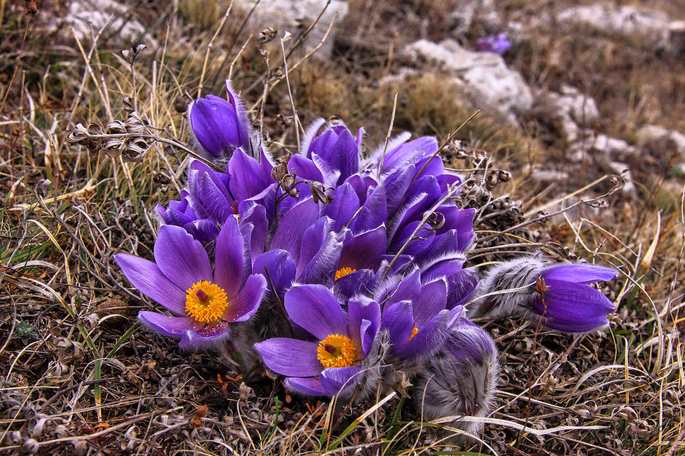 С Праздником, дорогие женщины!!