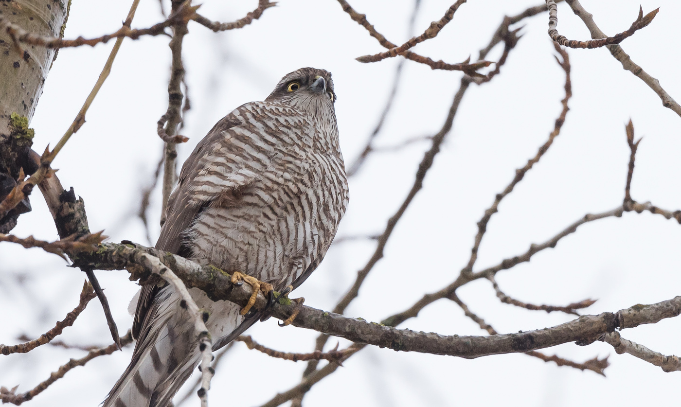 Ястреб-перепелятник.