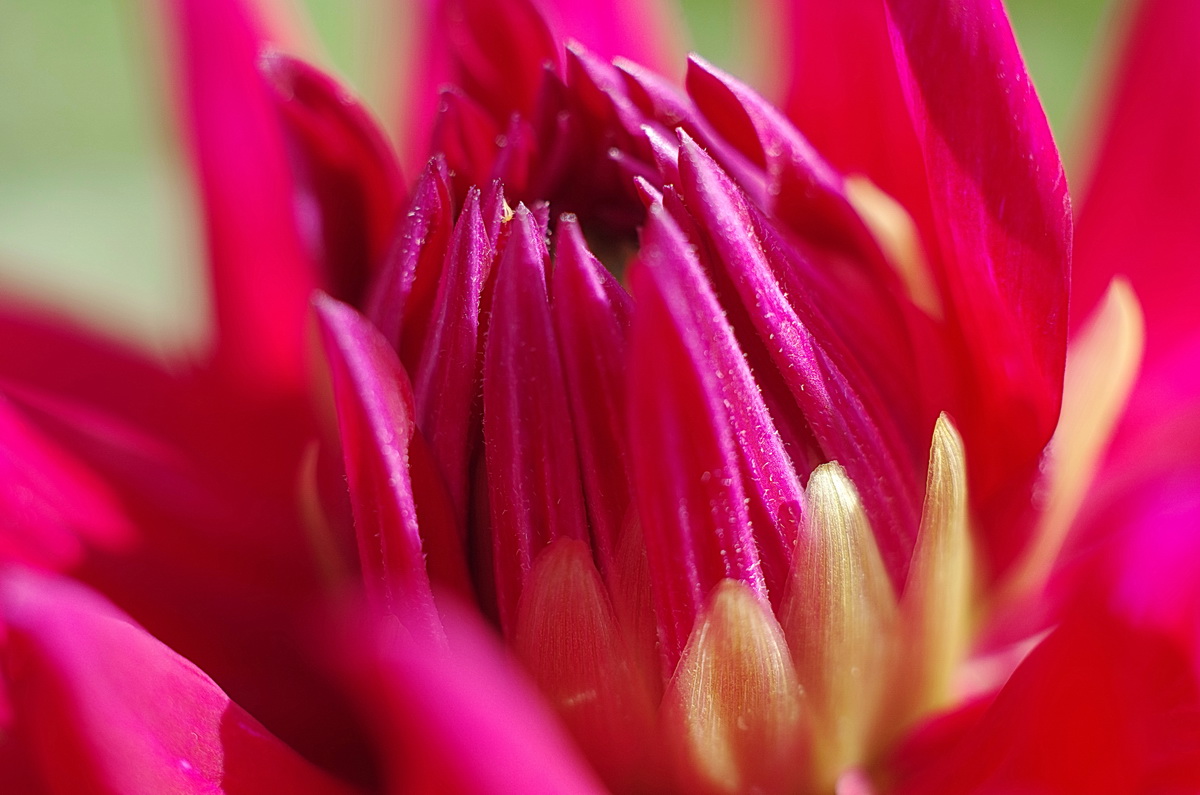 С праздником , милые женщины!