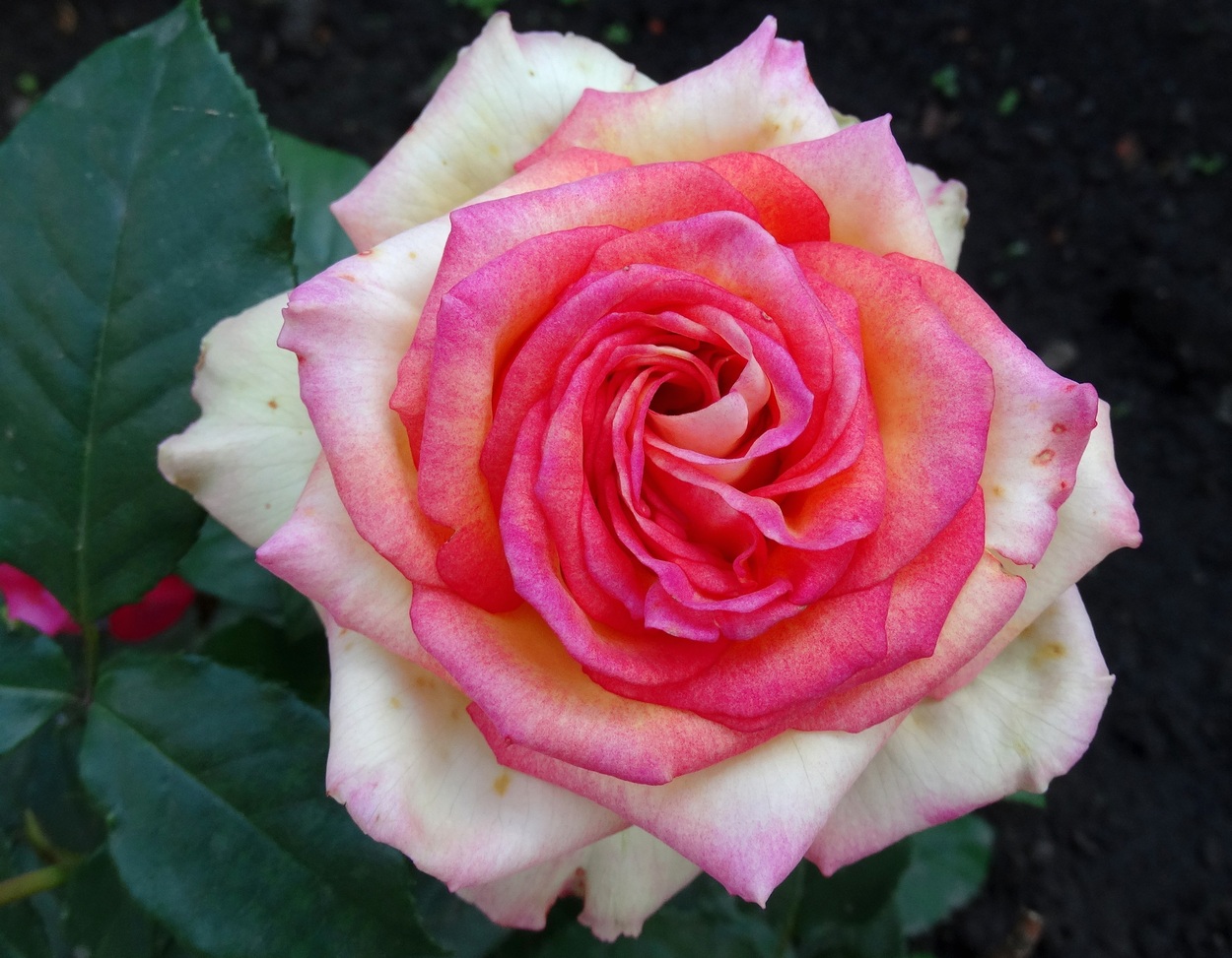 С праздником Весны, дорогие женщины!