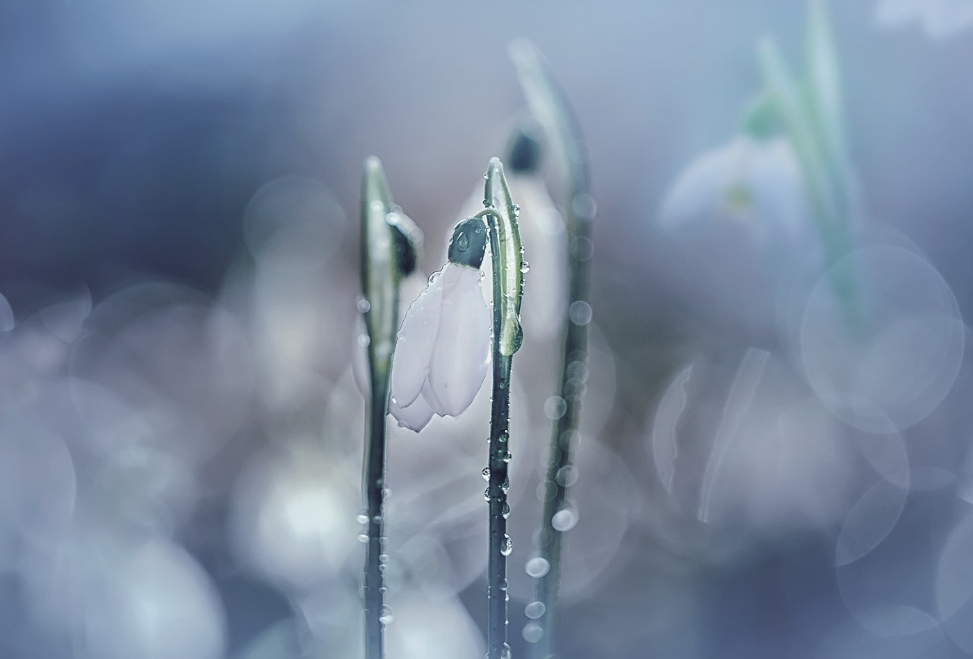 Цветение души...