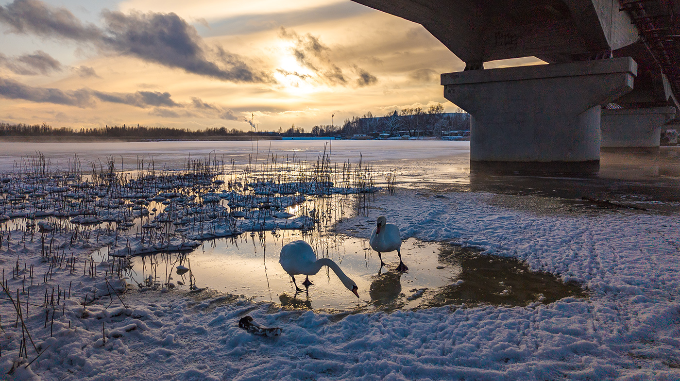 Белые клошары