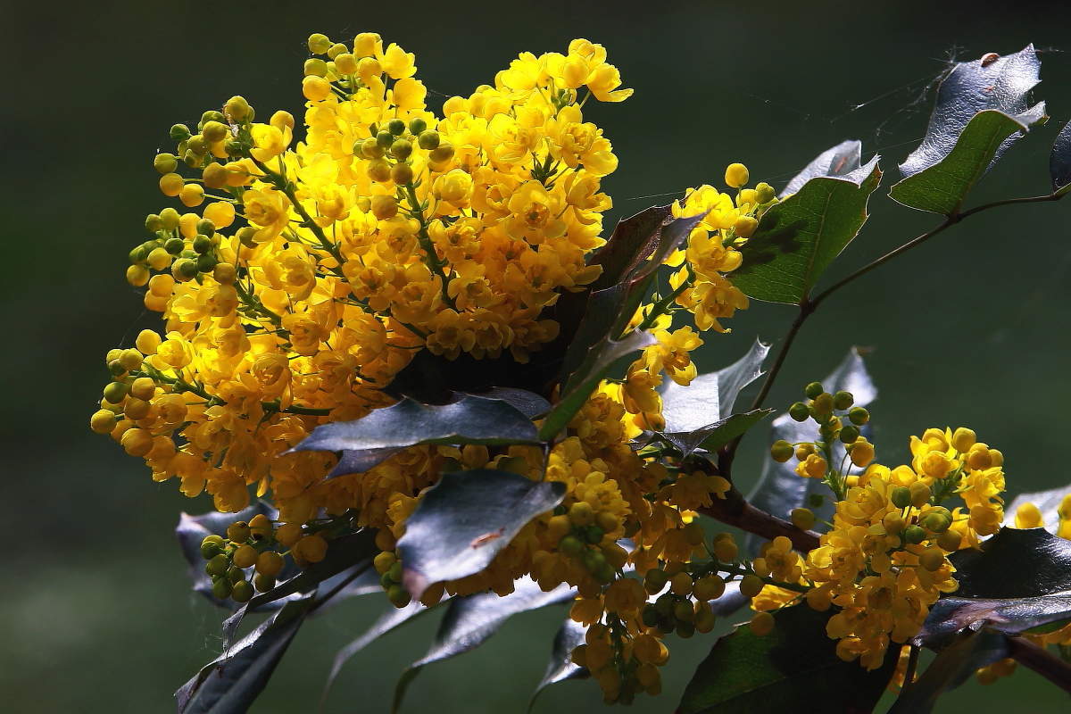 С Праздником милые фотографини !!!