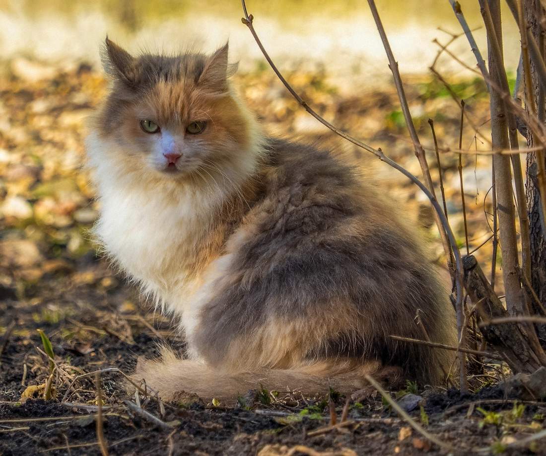 Мартовский )