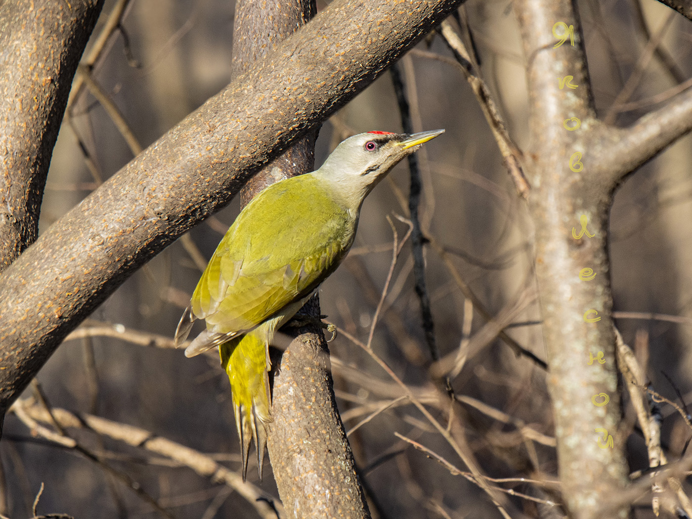 Золотая птица