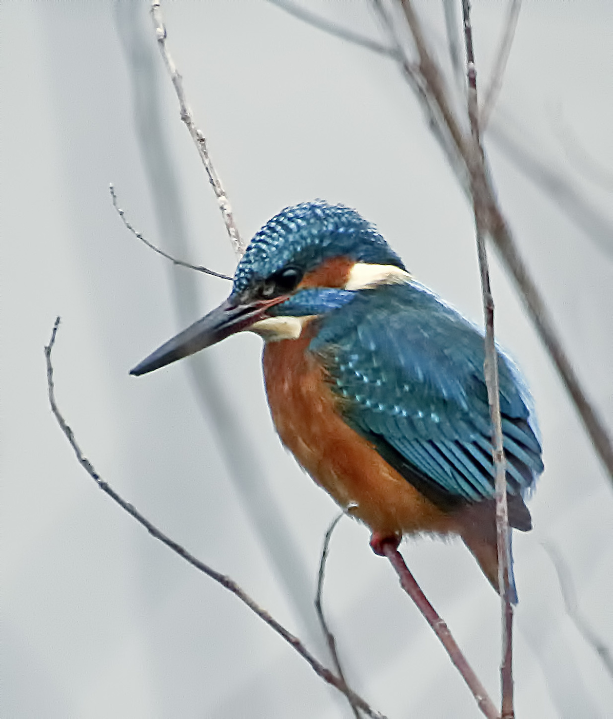 Средь веток