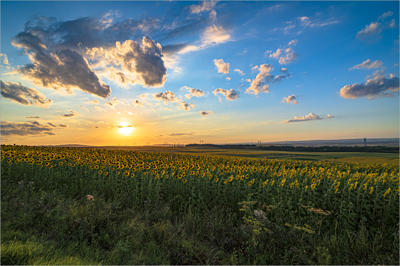 Подсолнухи