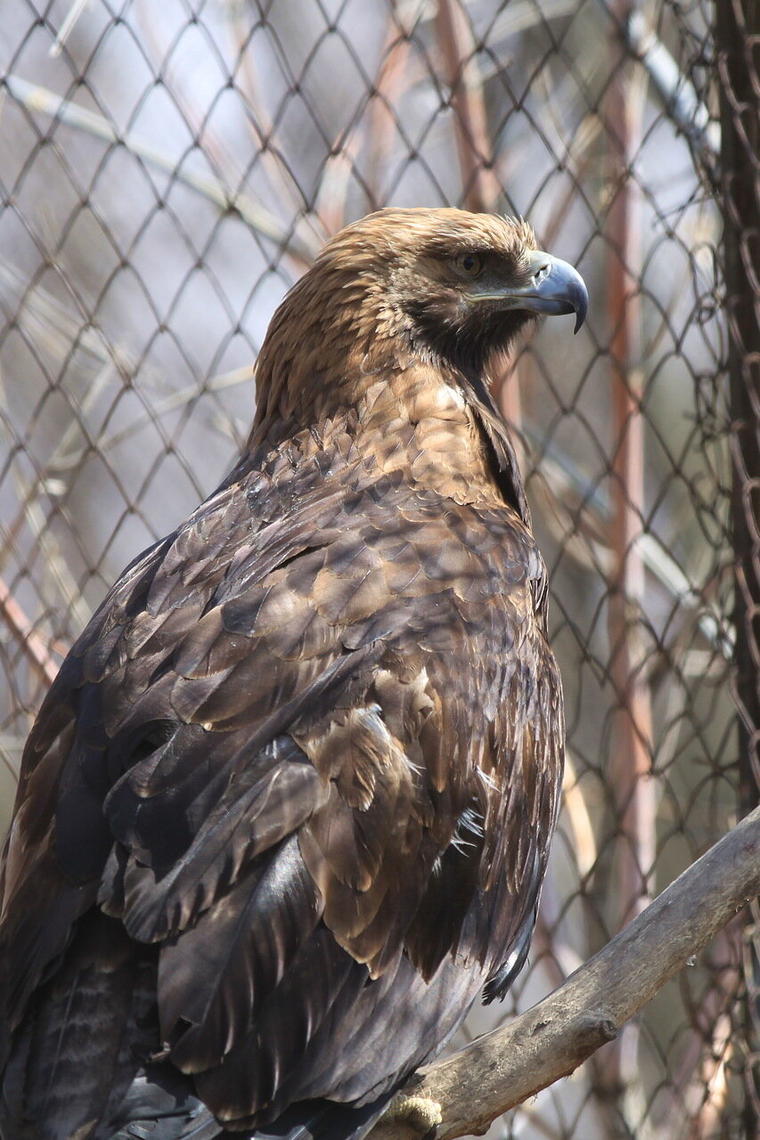 Сижу за решеткой в темнице сырой…