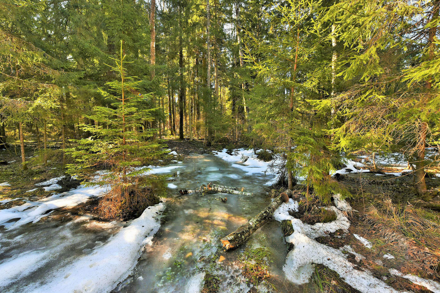 Остатки снега в мартовском лесу ...