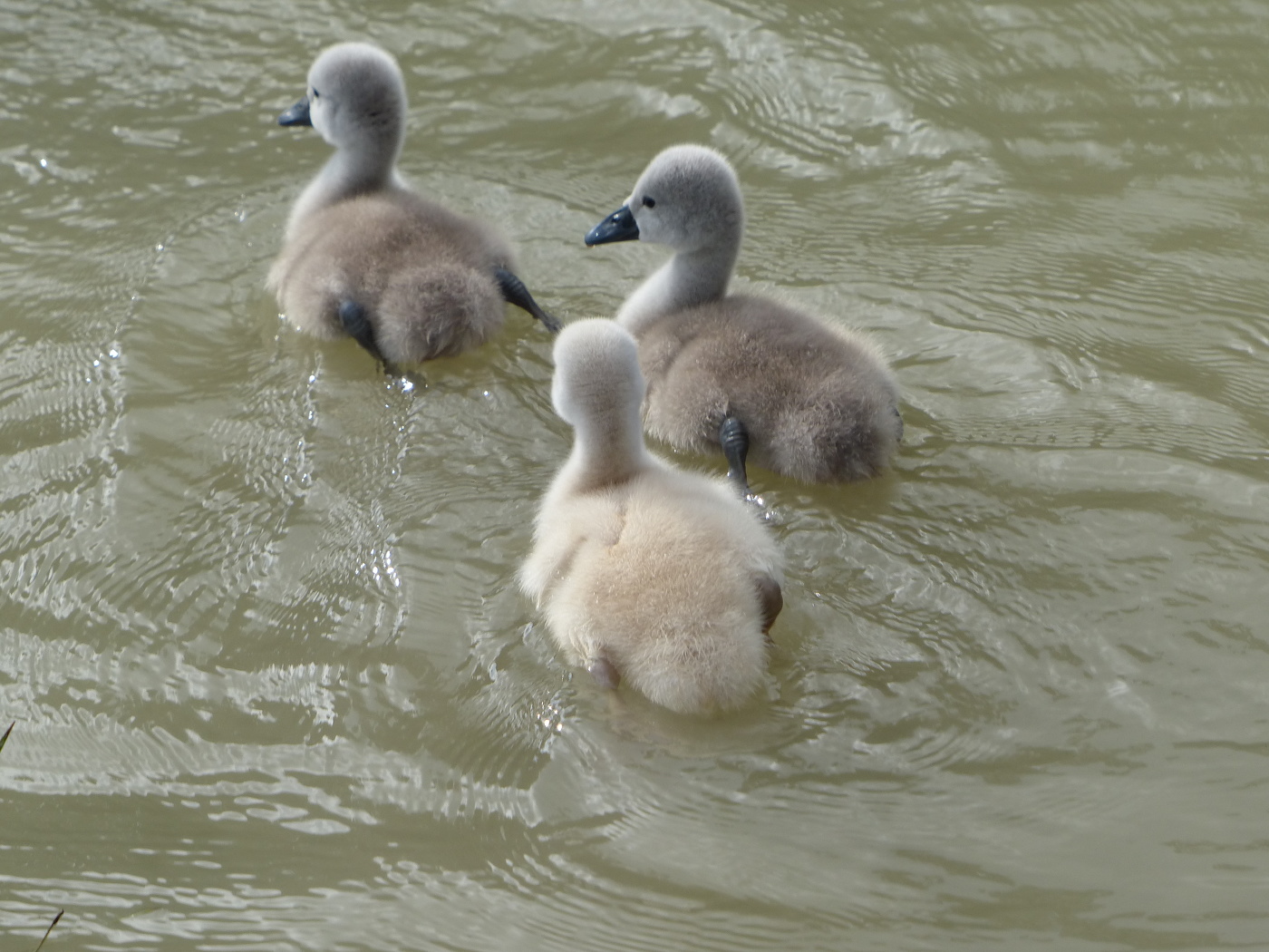 Разве они гадкие?