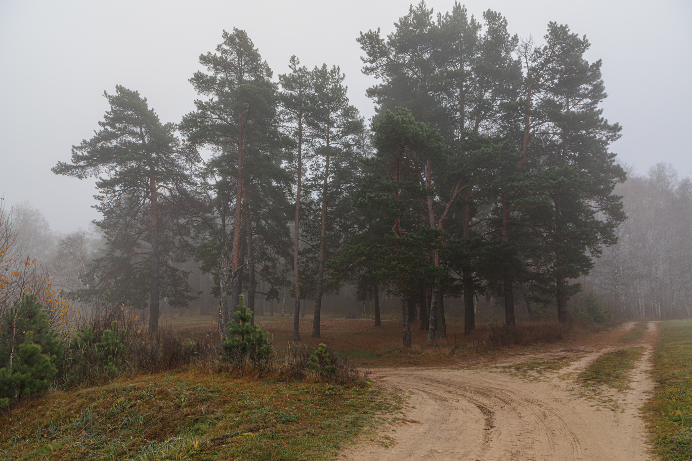 В осеннем лесу