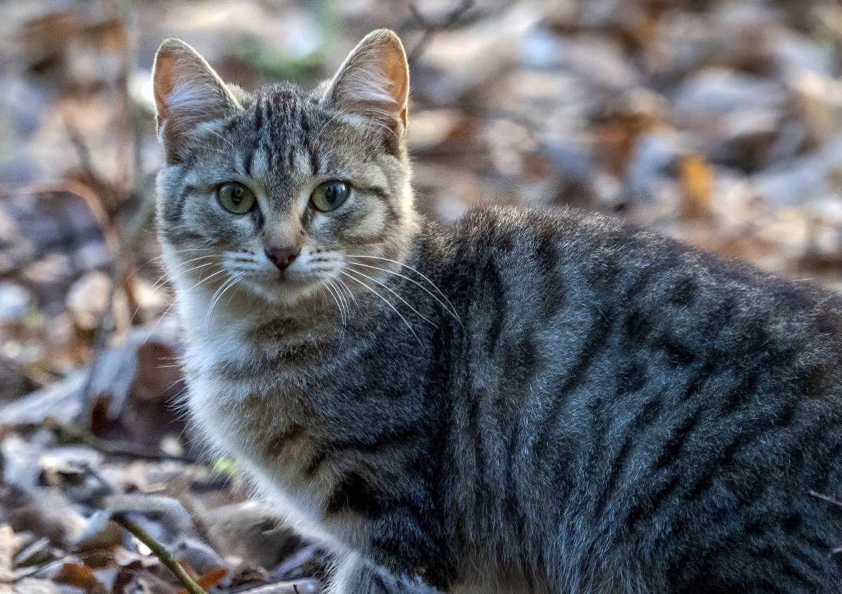 Мартовский-2