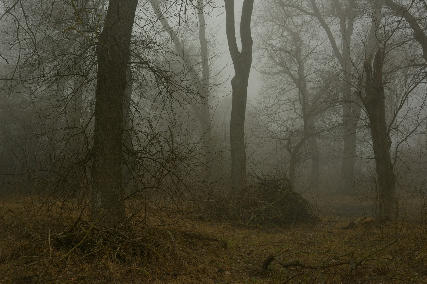 Туманное утро