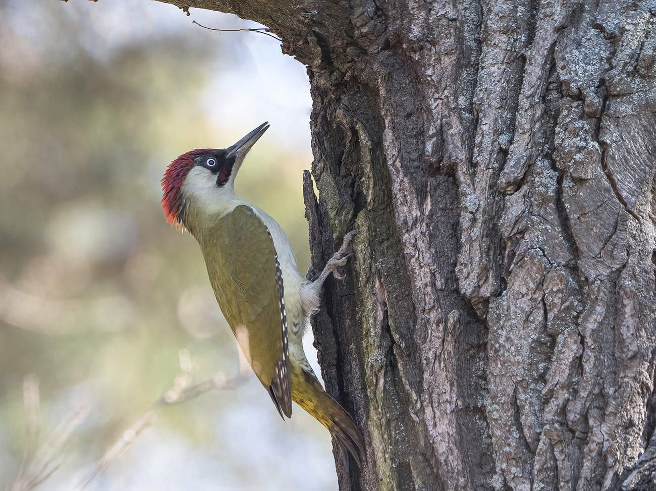 Зелёный дятел