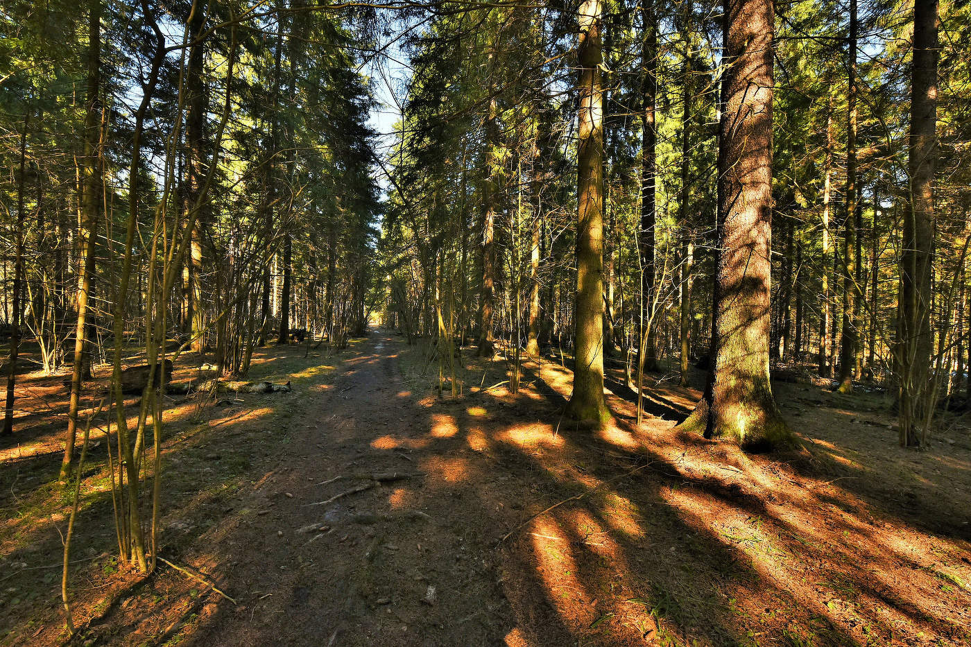 Бесснежный мартовский лес в Подмосковье ...