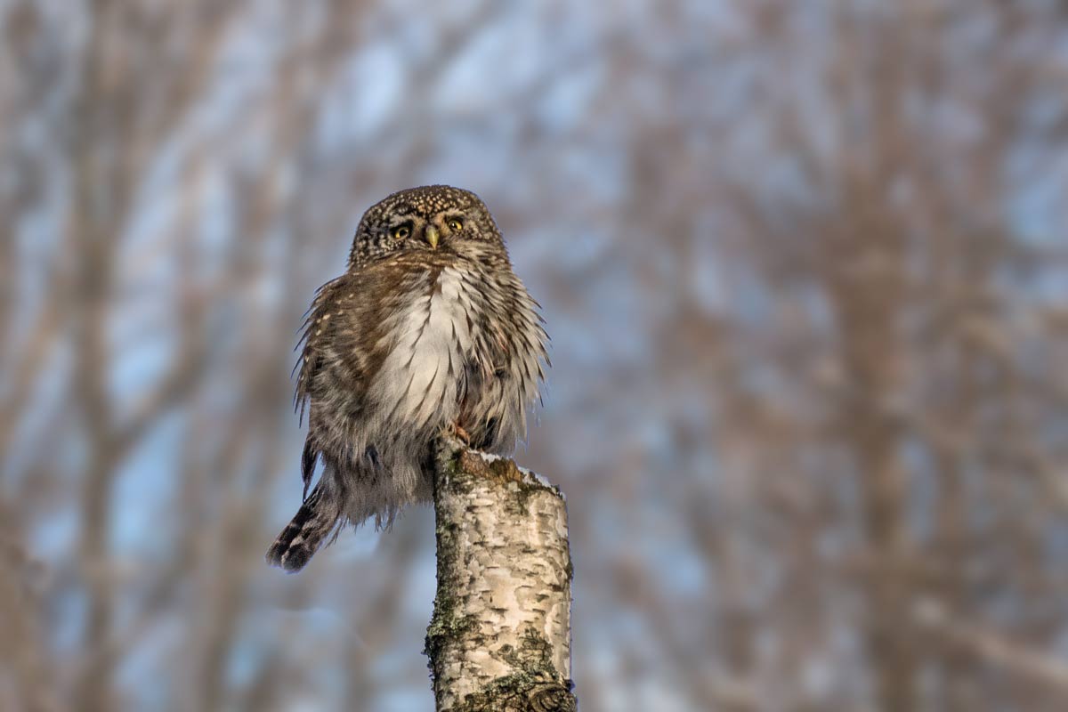 Сыч воробьиный.