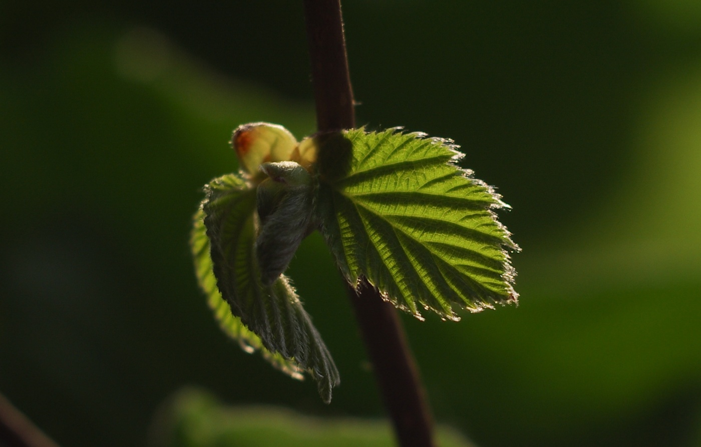 Весна на подоконнике.