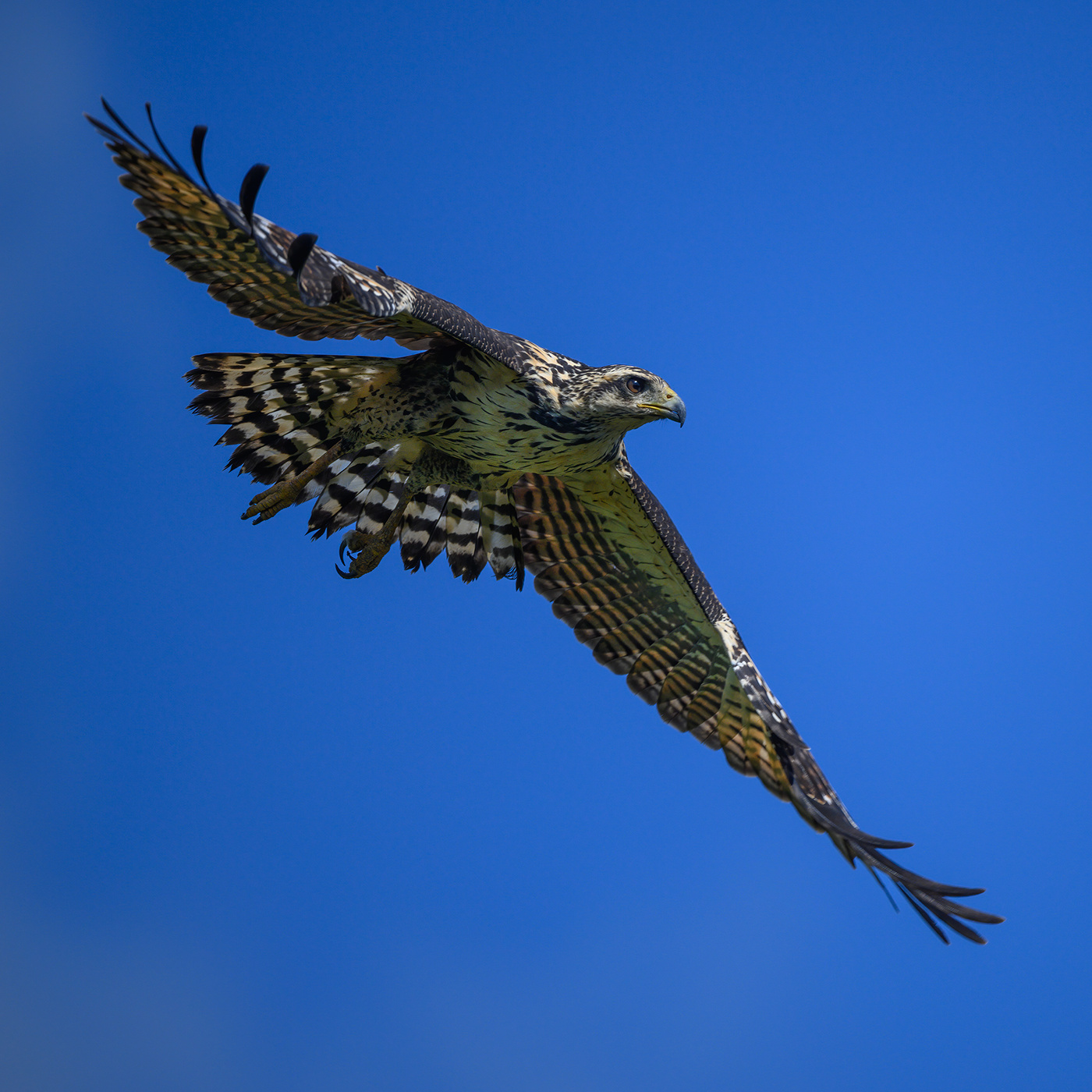 Common black hawk (juvenile)