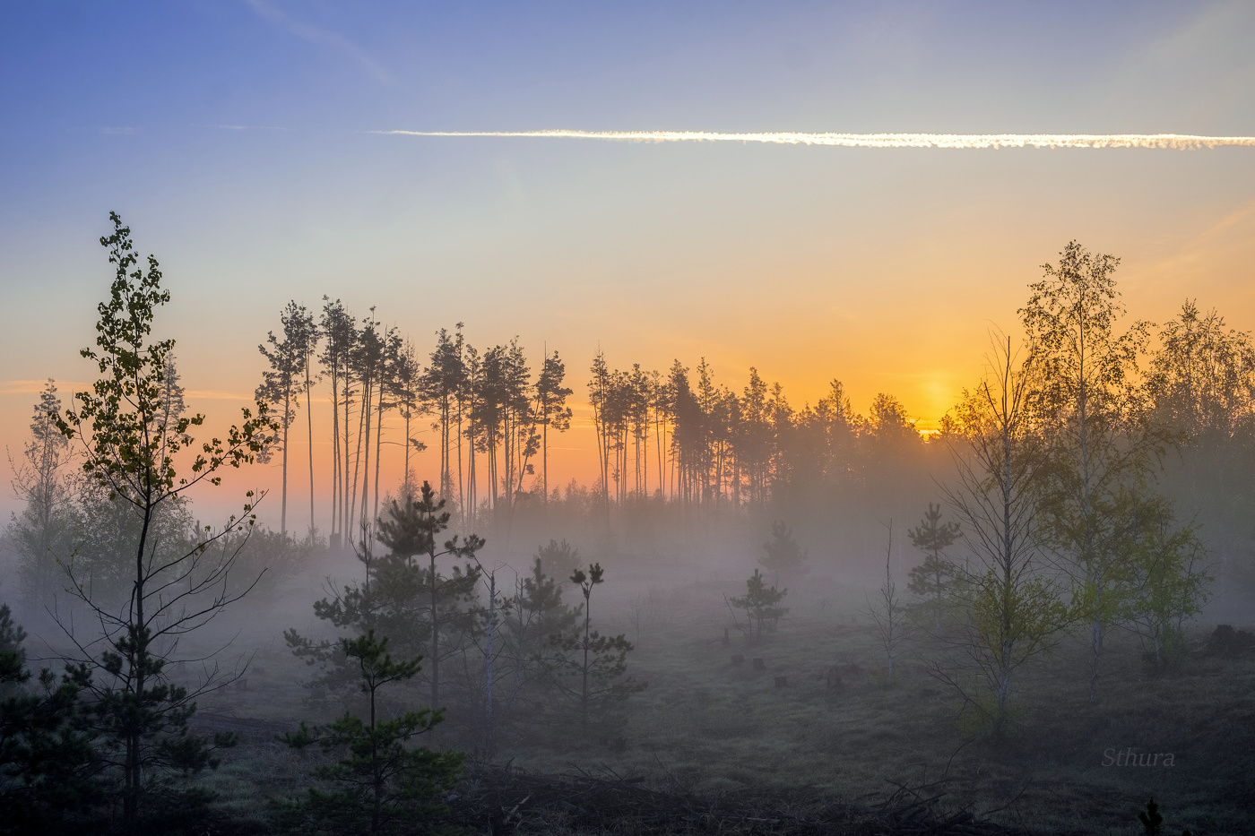 Рассвет в лесу.