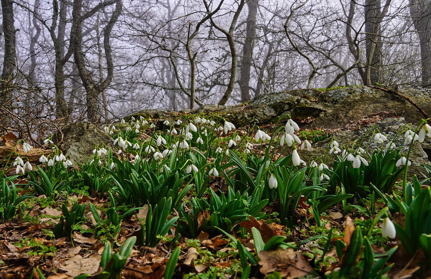 Весна у вершины Аю-Дага